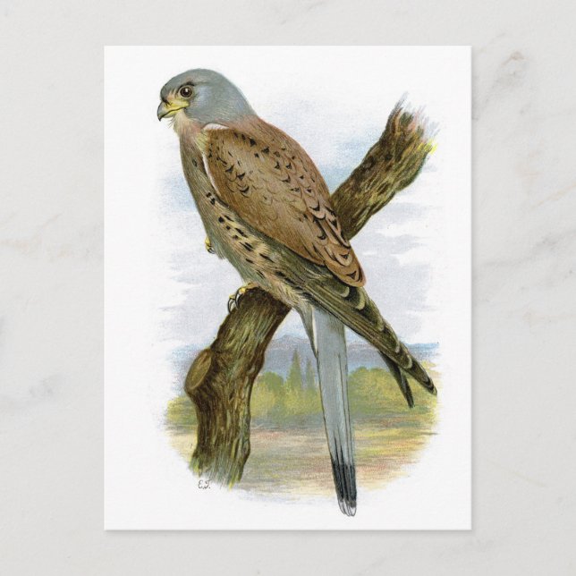 Common Kestrel - Falco tinnunculus Postcard (Front)