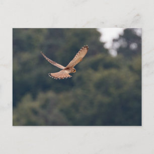 Common Kestrel hovering in search of prey Postcard