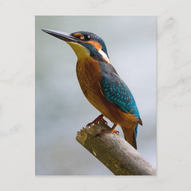 Common Kingfisher Postcard (Front)