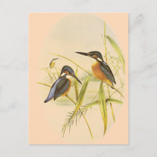 Common Kingfisher Postcard