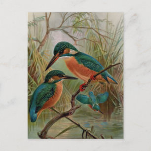 Common Kingfisher Vintage Bird Illustration Postcard