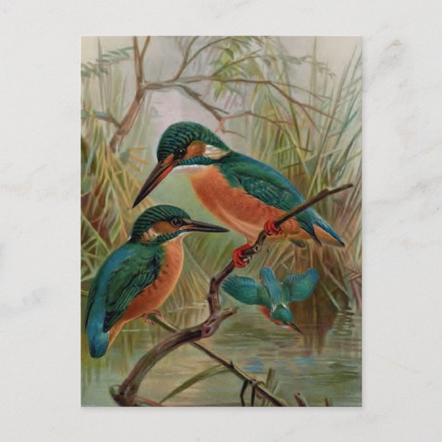Common Kingfisher Vintage Bird Illustration Postcard (Front)