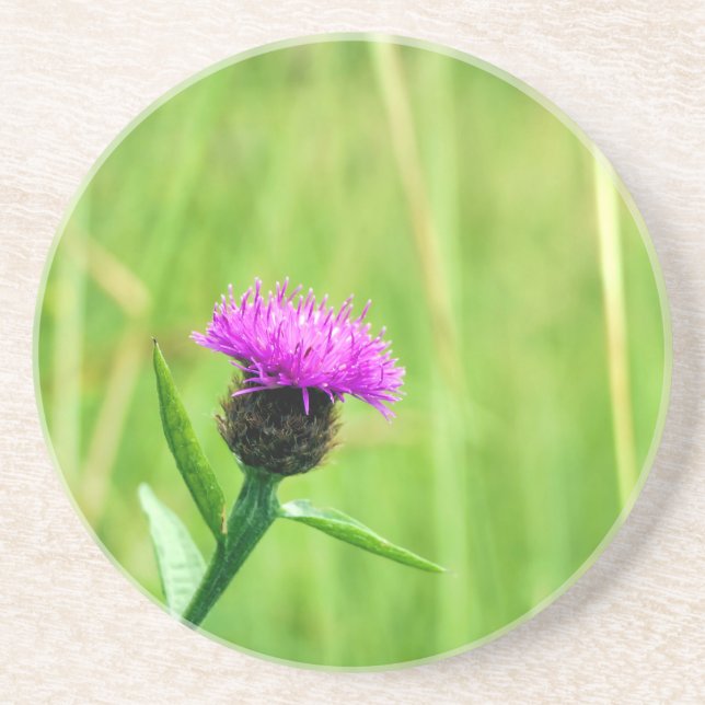 Common Knapweed  Coaster (Front)