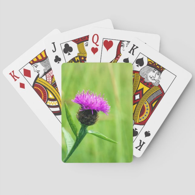 Common Knapweed  Playing Cards (Back)