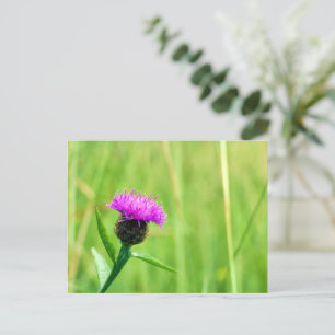Common Knapweed  Postcard