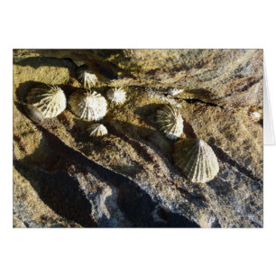 "Common Limpets" (2)