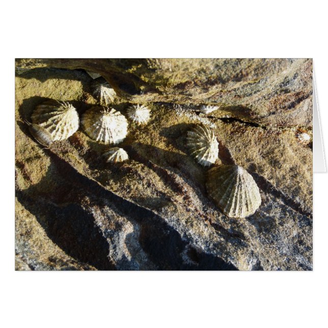 "Common Limpets" (2) (Front Horizontal)