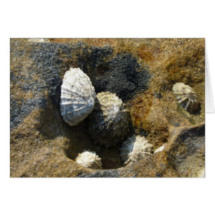 "Common Limpets" (3)
