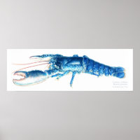 Common lobster blue watercolor fine art print