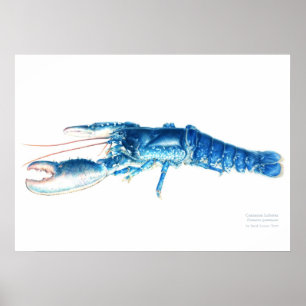 Common lobster blue watercolour art print large