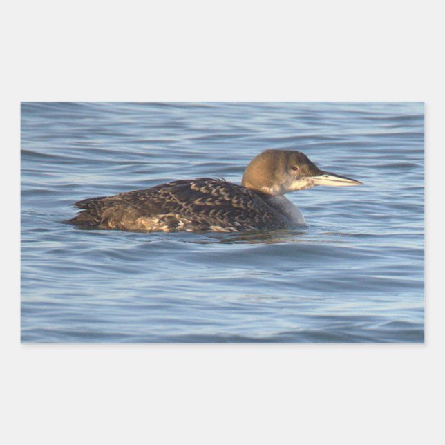 Common Loon Bird Stickers (Front)