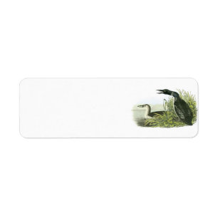 Common Loon by Audubon