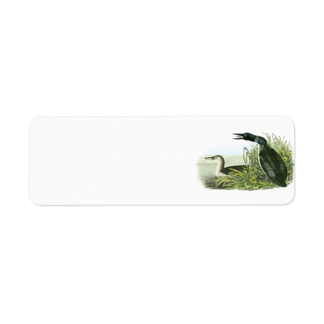 Common Loon by Audubon (Front)