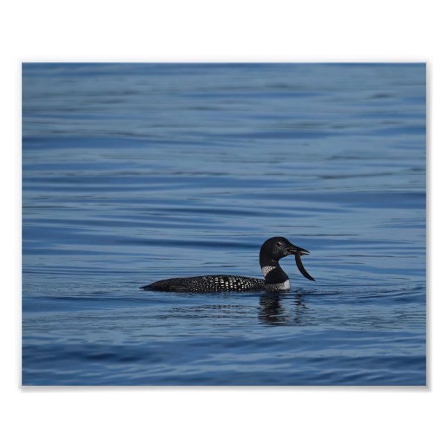 Common Loon, Guemes Island, WA Photo Print (Front)