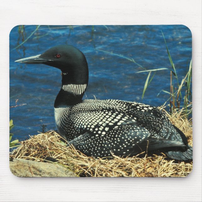 Common Loon Mouse Mat (Front)