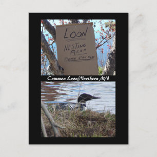 Common Loon Nesting Postcard