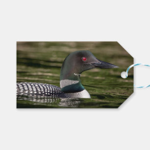 Common Loon on Jabe Pond Gift Tags