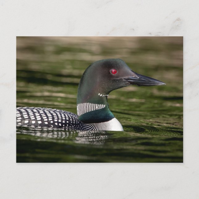 Common Loon on Jabe Pond Postcard (Front)