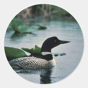 Common Loon on Water Classic Round Sticker