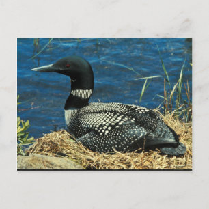Common Loon Postcard