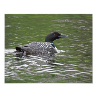 Common Loon Wildlife Photo Print