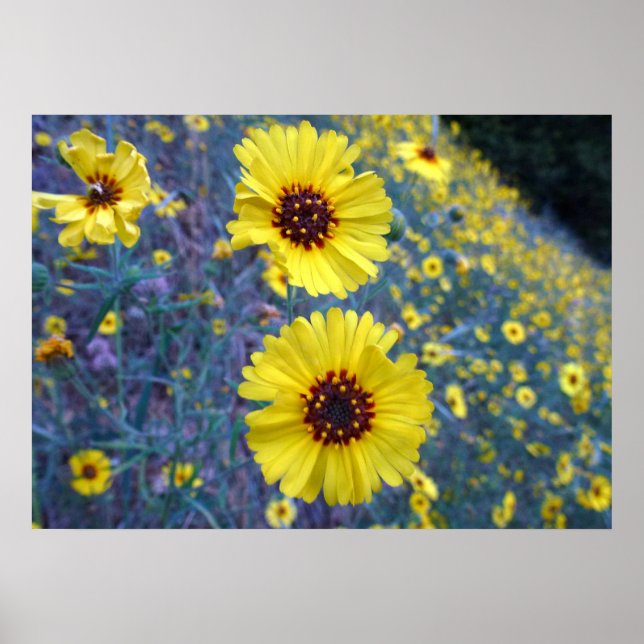 Common Madia Flowers at Sequoia National Park Poster (Front)