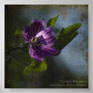 Common Mallow Poster