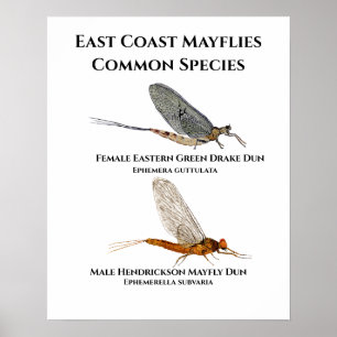 Common Mayfly Species - East Coast Art Poster