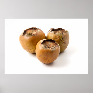 Common medlar poster