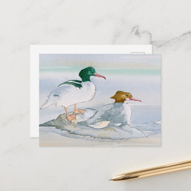 Common Merganser Goosander Bird Duck Postcard (Front/Back In Situ)