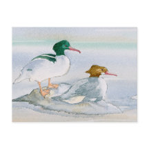 Common Merganser Goosander Bird Duck Postcard