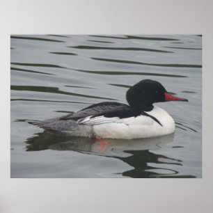 Common Merganser male Poster