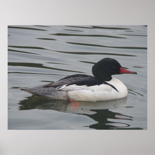 Common Merganser male Poster (Front)