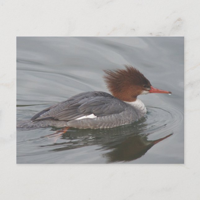 Common Merganser Postcard (Front)