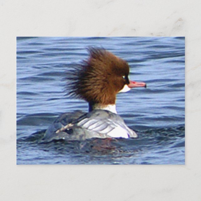 Common Merganser, With Its Magestic Crest Postcard (Front)
