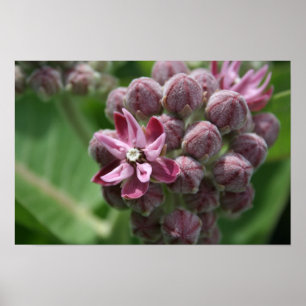 Common milkweed flower plant poster