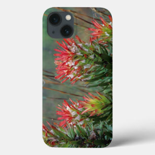 Common Mimetes (Mimetes Cucullatus) iPhone 13 Case