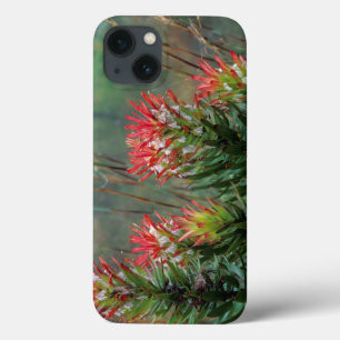 Common Mimetes (Mimetes Cucullatus) iPhone 13 Case