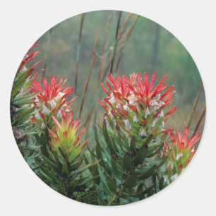 Common Mimetes (Mimetes Cucullatus) Classic Round Sticker