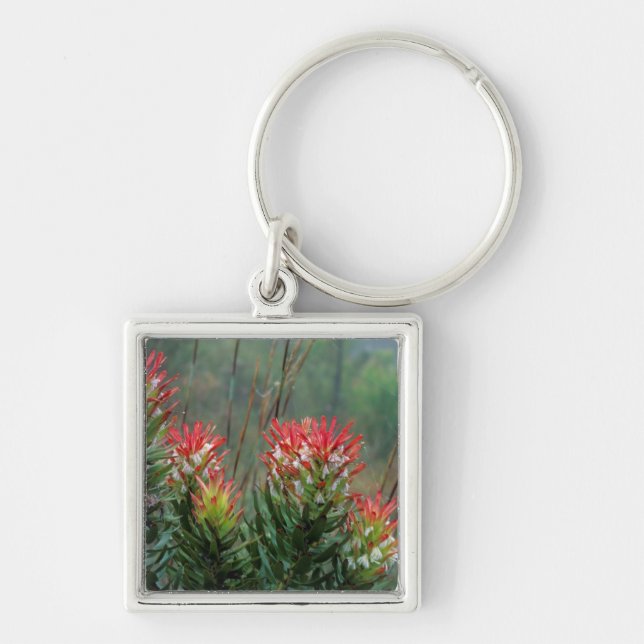 Common Mimetes (Mimetes Cucullatus) Key Ring (Front)
