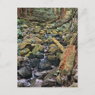 Common Minnesota rock bed stream from the Forest Postcard