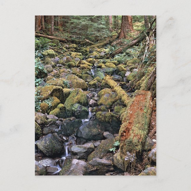 Common Minnesota rock bed stream from the Forest Postcard (Front)