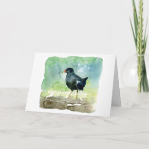 common moorhen card