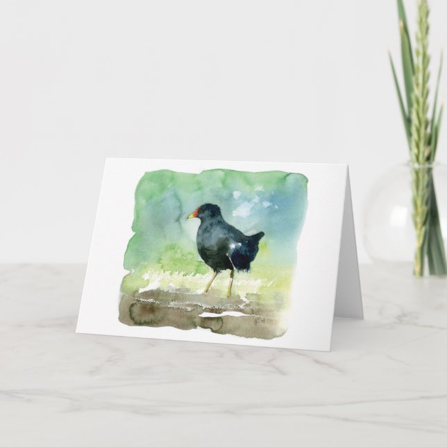 common moorhen card (Front)