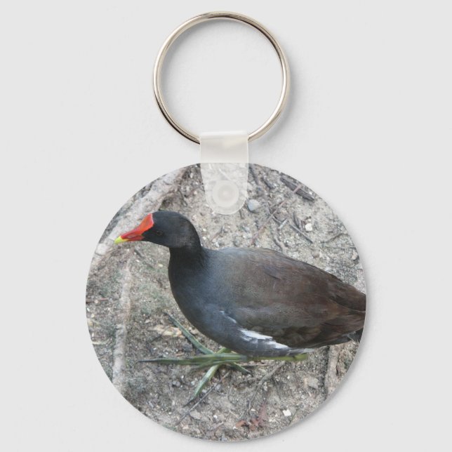 Common Moorhen Keychain (Front)