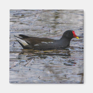Common moorhen magnet