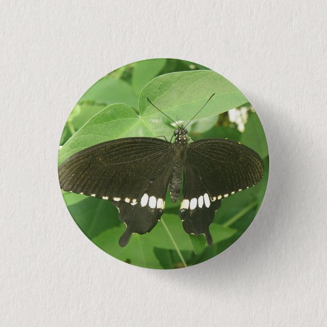 Common Mormon Butterfly Button (Front)