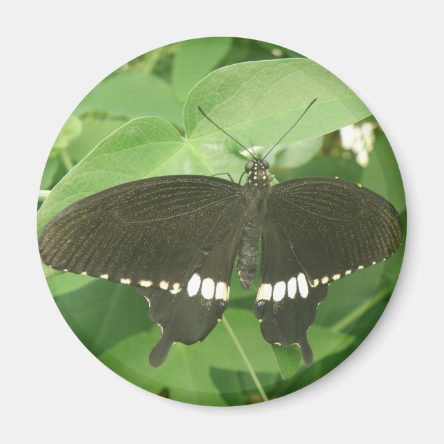 Common Mormon Butterfly Magnet (Front)