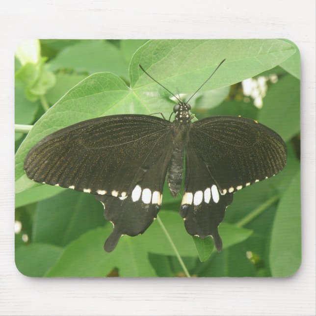 Common Mormon Butterfly Mousepad (Front)