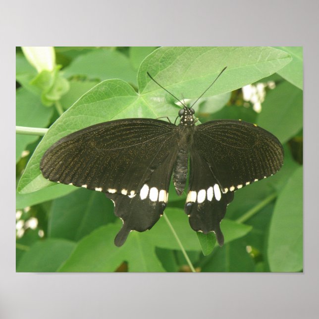 Common Mormon Butterfly Print (Front)